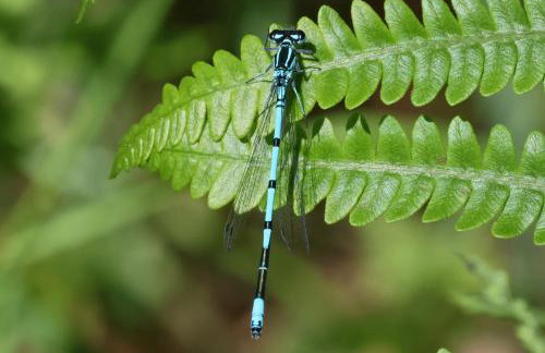 Cocon Nature et bain nordique à 37 degrés - Foto 6