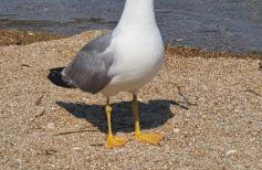 Heracles Guest house - Foto 19