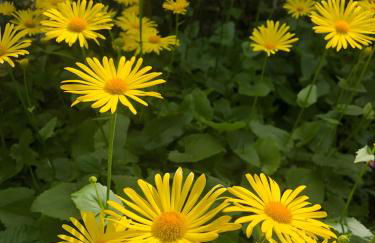 Mein Ferienhaus Rosenbusch 1 - Foto 17
