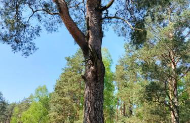 Leśna Chata kuracyjna nad rzeką z sauną w Borach Tucholskich - Foto 64