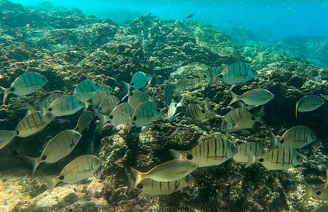 Kayak y snorkel en la playa de Papagayo desde Playa Blanca - Foto 11