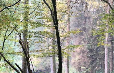 Gartenblick - Foto 62