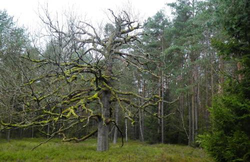 Ferienwohnung Niemann in Lutterloh - Photo 10