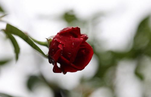 Mecklenbü mit Teich, Kamin, Sauna und Hotpott - Foto 16