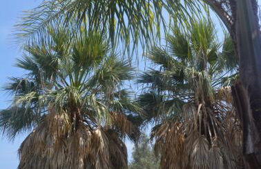 Agriturismo Torre Del Golfo - Foto 8