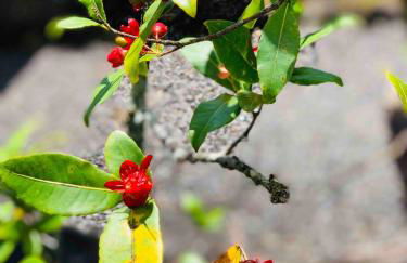 Tropical Retreat GuestHouse - Foto 30