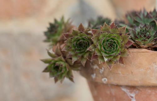 Vivienda rural del salado - Foto 49