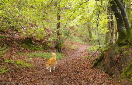 The Roost in the Blackdowns - Photo 19