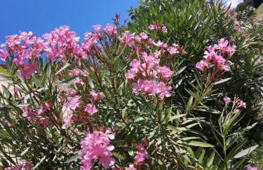 Agriturismo Nuvolino - Foto 59