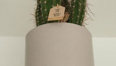 Ferienwohnung Tiny-Klotzsche - Foto 4