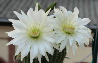 Piso céntrico con Parking a 20min de Barcelona - Foto 16