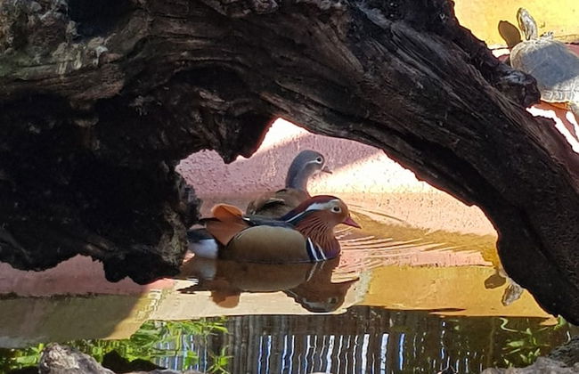 Original Sicily House - Foto 57