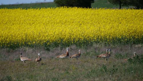 La casa de tus sueños - Foto 3