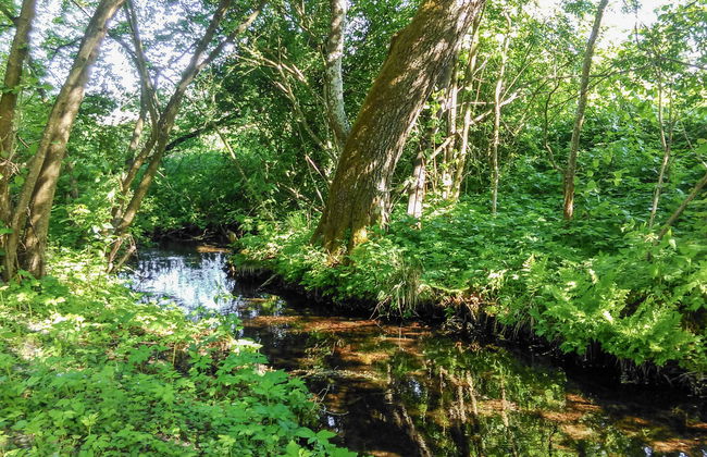 Zatylówka Dom na Wyspie - Foto 5