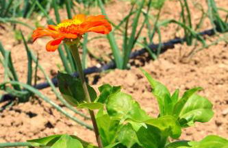 Terra di Ea - Foto 76