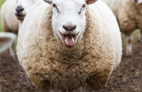 Coach House at Oaks Barn Farm Alcester with optional hire Salt water hot tub - Photo 21