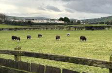 Cosy cottage with sea & mountain views Carnlough - Foto 20