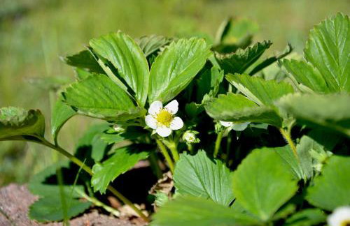 Apartament Loft na Kaszubach - Laskowa Góra Bieszkowice - Foto 17