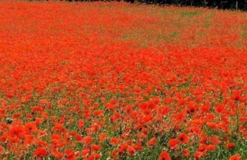 HOXNE HOUSE WEYBOURNE,N Coast sleeps 14 5 bedroom j72 - Photo 71