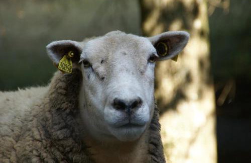 Holiday Home Vagney near Ski Gérardmer - Photo 9