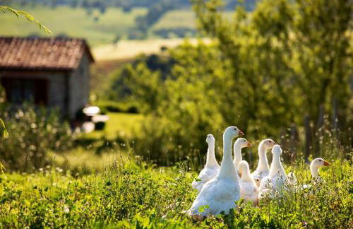 Casetta Tartuchino - Foto 49