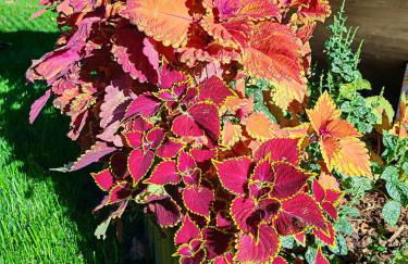 Daphne Experience - Home, Harmony and Garden - Foto 35