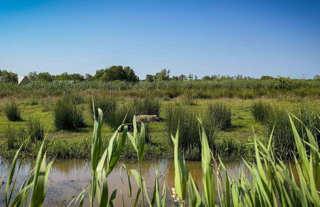 Forest House in Friesland With Sauna - Foto 39