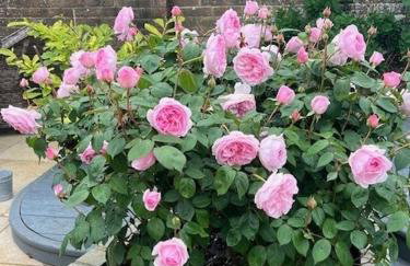 The Resting Shepherd - Foto 11