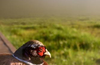 Mirror Houses Pound Farm - Meadow OOD - Foto 29