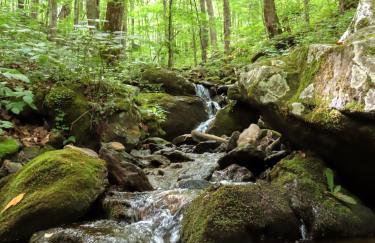 Treetops Cabin easy to Asheville with fast wifi and great view - Foto 38