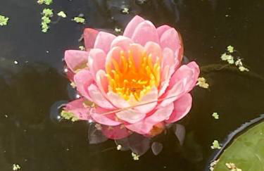 3 Bedroom Bungalow with great Sea Views, Private Hot Tub & Gardens - Foto 46