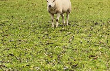 Eco-friendly Dorset cottage with spa set in heart of countryside - Photo 60