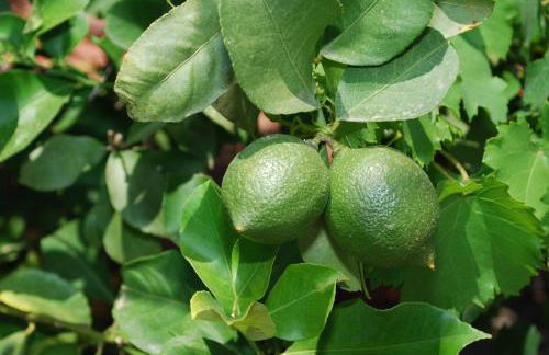 Villa Bello Horizonte regio Denia - Javea - Foto 50