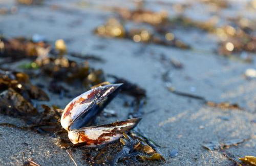 Ferienhaus Ostseechalet Seestern Gelting - Foto 25