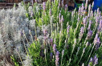 Mary's Garden - Foto 29