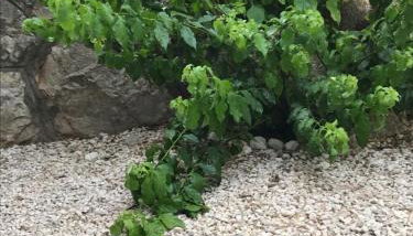 Villa Arancia - Foto 4