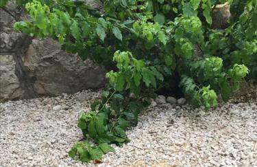 Villa Arancia - Foto 4