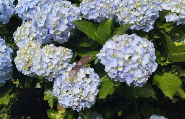 Linda casa em Mury,com riacho e lareira - Foto 46