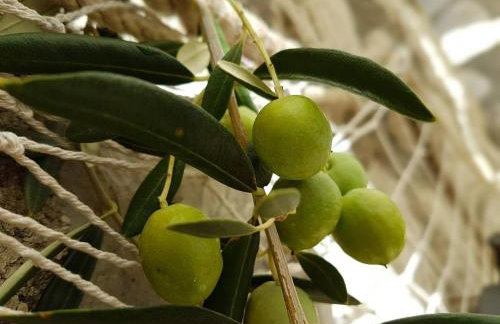 Salt & Stone Villa - Photo 50