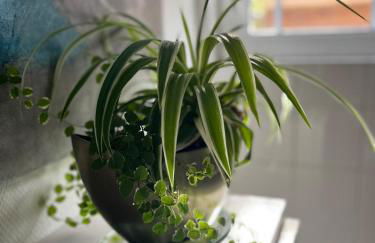 La Douce Angevine - Foto 11