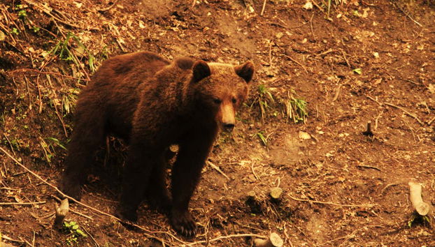Avvistamento di orsi