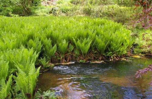 Ferienwohnungen Reichholdsmühle - Foto 4