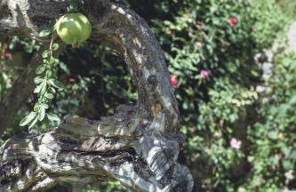 Flateli Casa Oliver - Foto 35