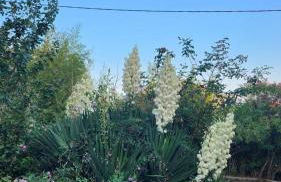 Location Bastia, U Fiumicellu. Vue Mer. Jacuzzi, Barbecue,... Pour 2 personnes - Foto 8