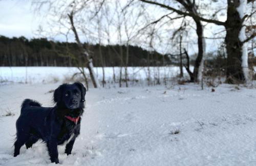 Ferienhaus Landruhe - Foto 19
