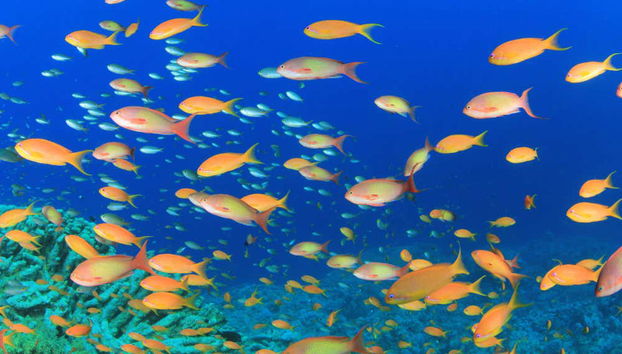 Snorkeling alla Pared de El Palmar - Foto 3