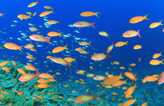 Snorkeling alla Pared de El Palmar - Foto 3