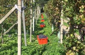 THE MONTEVECCHIA HOME - FRIDA APARTMENT - Foto 28