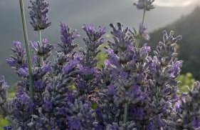 VERDEMARE Rialto - Foto 32