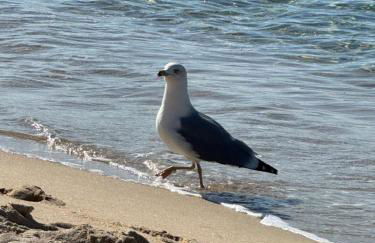 Casa Babila 100 metres from the beach 10 kilometres from Villasimius - Foto 3